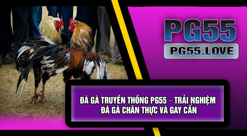 Đá Gà Truyền Thống PG55 – Trải Nghiệm Đá Gà Chân Thực Và Gay Cấn